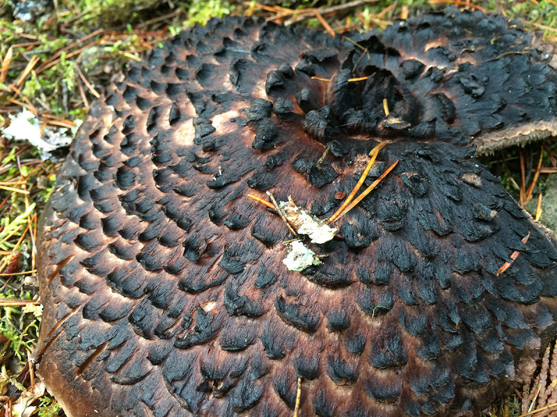 Hawk Wing, Sarcodon imbricatus, Sunshine Coast Mushrooms