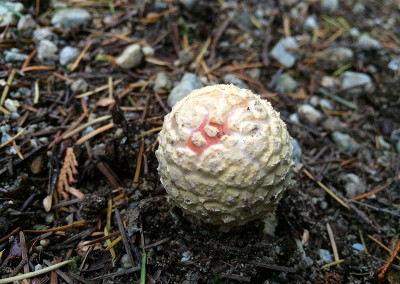 Amanita muscaria mushrooms, Sunshine Coast, BC, Canada