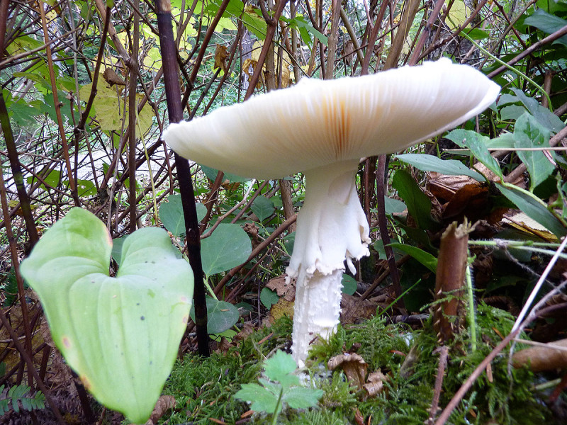 Amanita pantherina mushroom, Tofino, BC, Canada