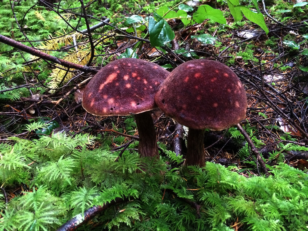 Boletus mirabilis mushrooms, Sunshine Coast, BC, Canada