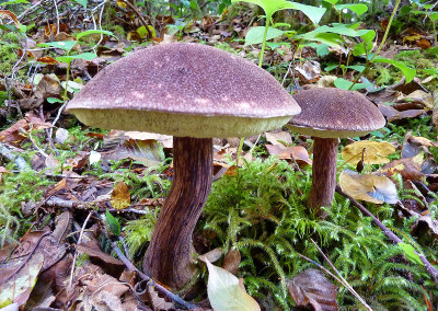 Boletus mirabilis mushrooms, Sunshine Coast, BC, Canada