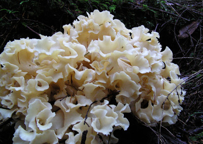 Cauliflower mushrooms, Sprockids, Sunshine Coast, BC, Canada