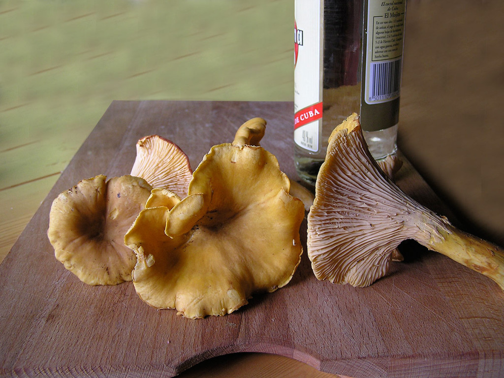 Chanterelle mushrooms, Sunshine Coast, BC, Canada