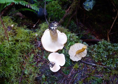 Chanterelle, Winter Chanterelle, Hedgehog mushrooms, Sunshine Coast, BC, Canada