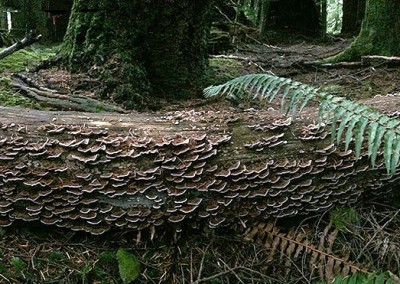 Coriolus mushrooms, Sunshine Coast, BC, Canada