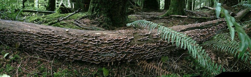 Coriolus mushrooms, Sunshine Coast, BC, Canada