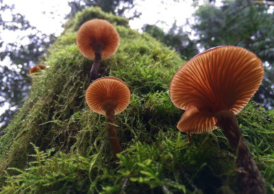 Honey mushrooms, Sunshine Coast, BC, Canada