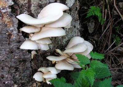 Oyster mushrooms, Sunshine Coast, BC, Canada