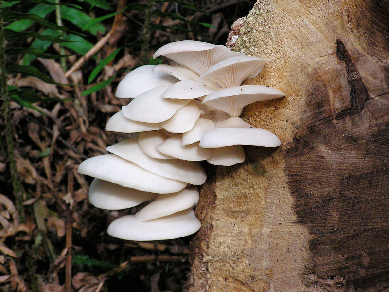 Oyster mushrooms, Sunshine Coast, BC, Canada