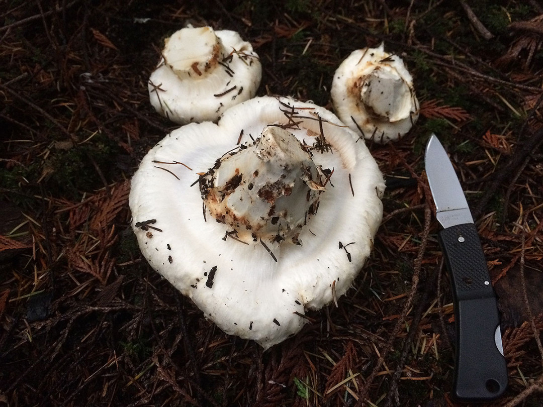 Pine (Tricholoma magnivelare) Meronwood