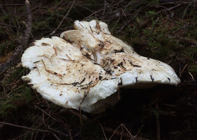 Pine mushrooms, Sunshine Coast, BC, Canada