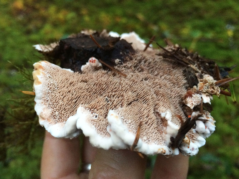 Hydnellum geogenium, Sunshine Coast mushrooms