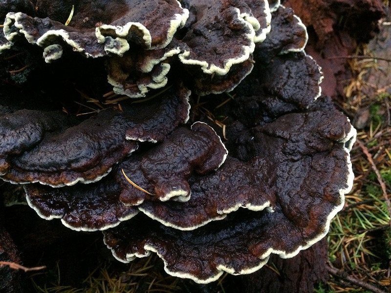 Hydnellum geogenium, Sunshine Coast mushrooms