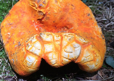 First Lobster Mushroom Found, Horton, Ontario