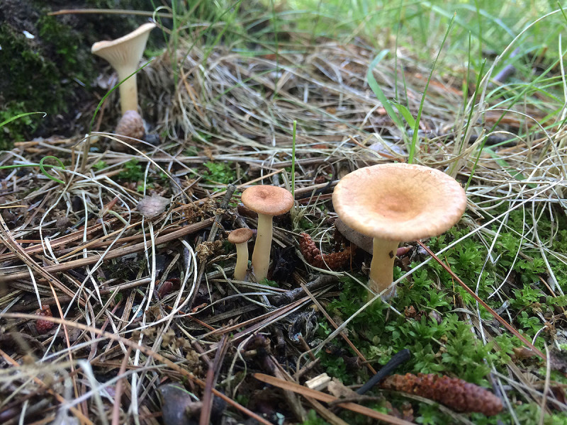 Tan Fairy Funnel Mushrooms, Ontario
