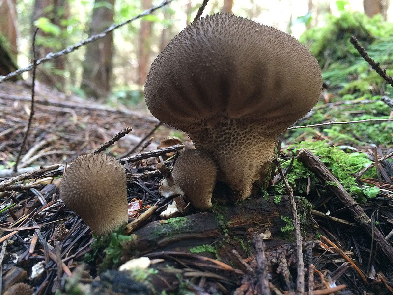 Umber-brown puffballs, Lycoperdon umbrinum. Tofino, BC