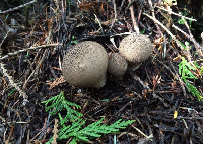 Umber-brown puffballs, Lycoperdon umbrinum. Tofino, BC