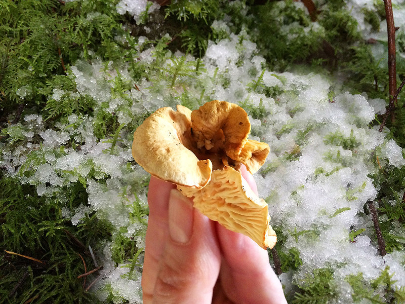 December Chanterelle Mushroom, Sunshine Coast, Canada. Meronwood Mycology Centre
