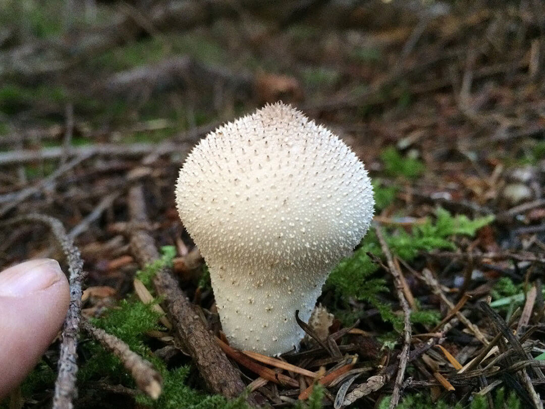 Puffball (Lycoperdon perlatum) Meronwood
