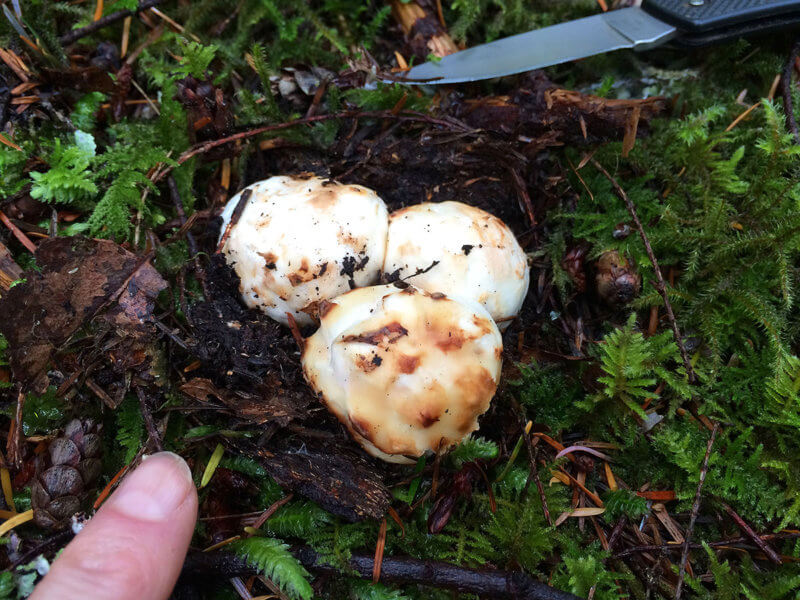 Pine Mushrooms, Vally of Giants, Sunshine Coast