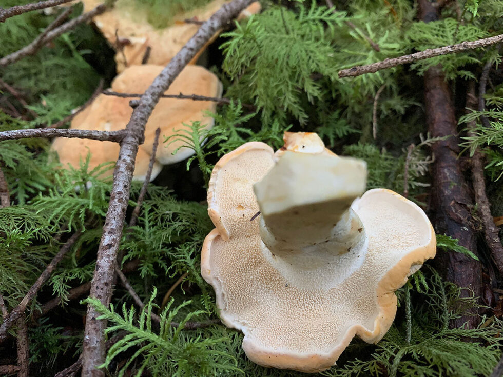Hedgehog Mushrooms Meronwood