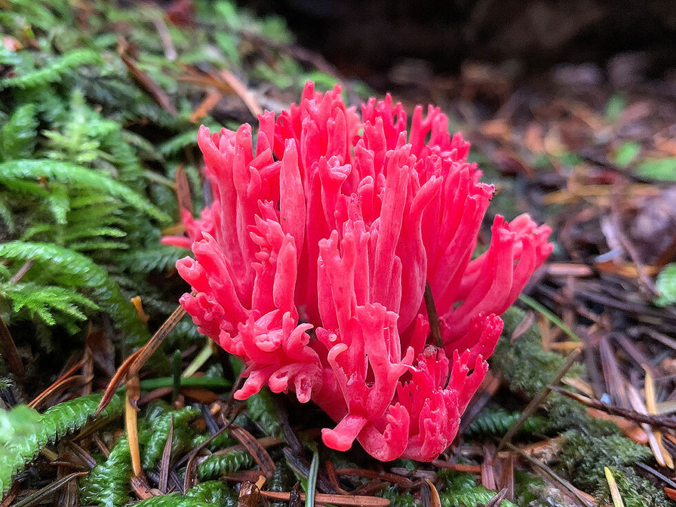 Coral Mushrooms Meronwood